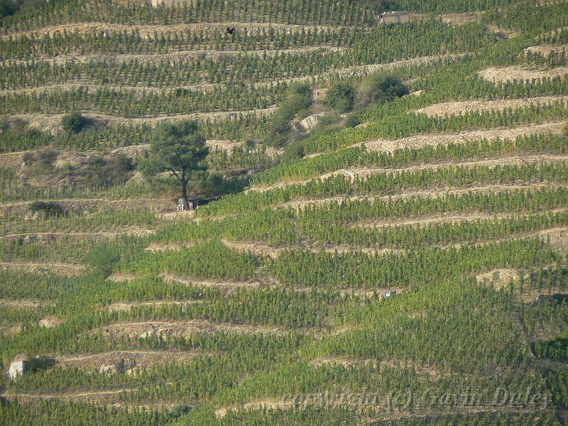 Hermitage vineyards from Tournon-sur-Rhône P1130971.JPG